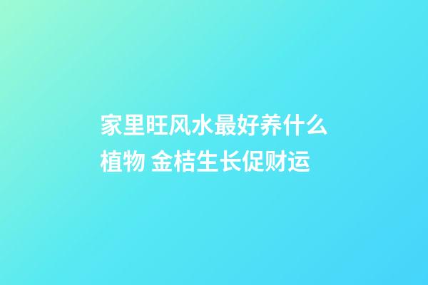 家里旺风水最好养什么植物 金桔生长促财运